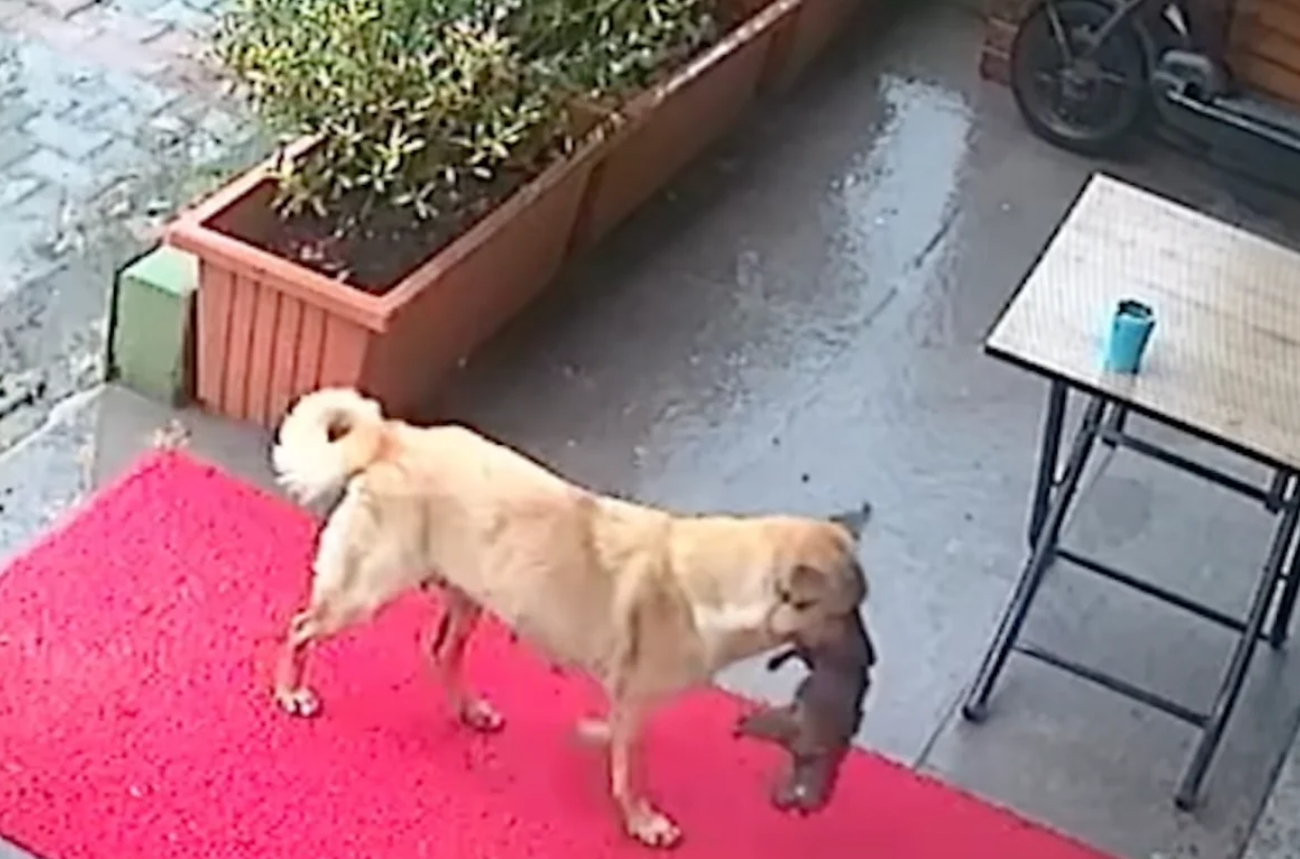 Мама-собака в полном отчаянии принесла щенка без сознания в ветеринарную клинику (видео)